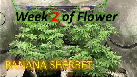 Week 2 of flower Banana Sherbert Topped