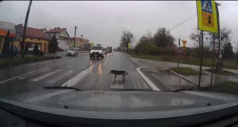 Cane civilizzato sa come usare le strisce pedonali!