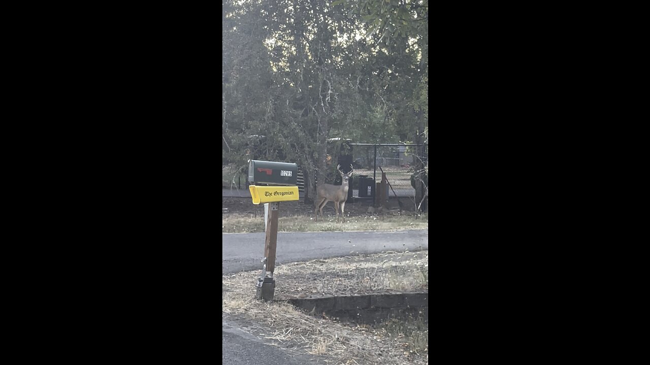 Oregon Blacktail Deer !