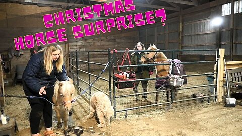 Surprising my kids with a horse for Christmas,,,,,,