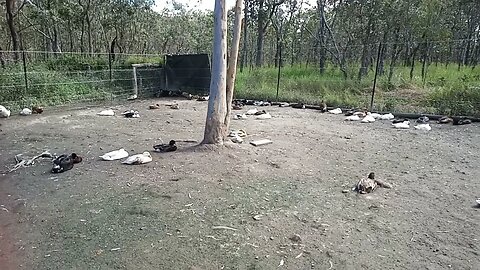 Ducks having their afternoon rest