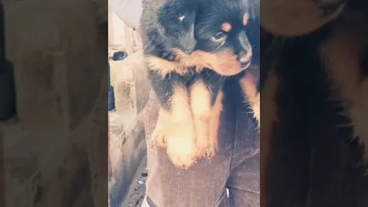 Angry!!! 😡 looking rottweiler puppies #shorts