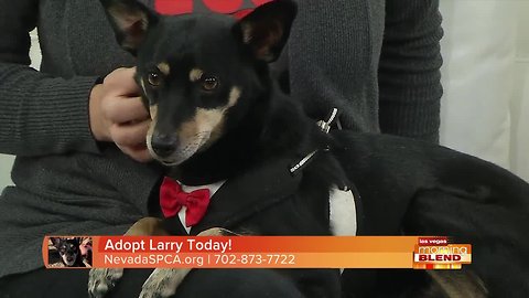 Pick Of The Litter: Larry!