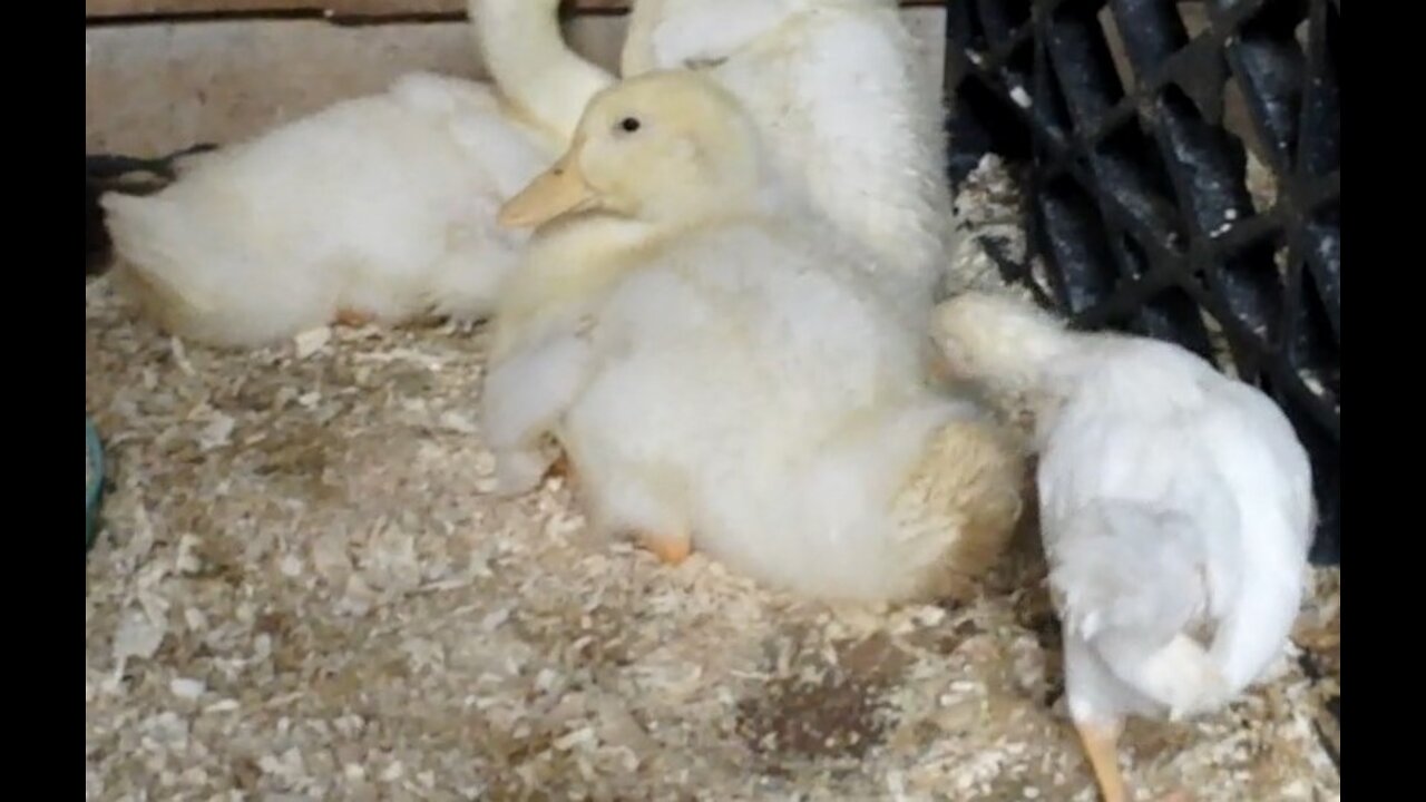 Leghorn Chick Pecks Duck One Last Time before Running Away