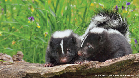 Cute Baby Skunk Compilation