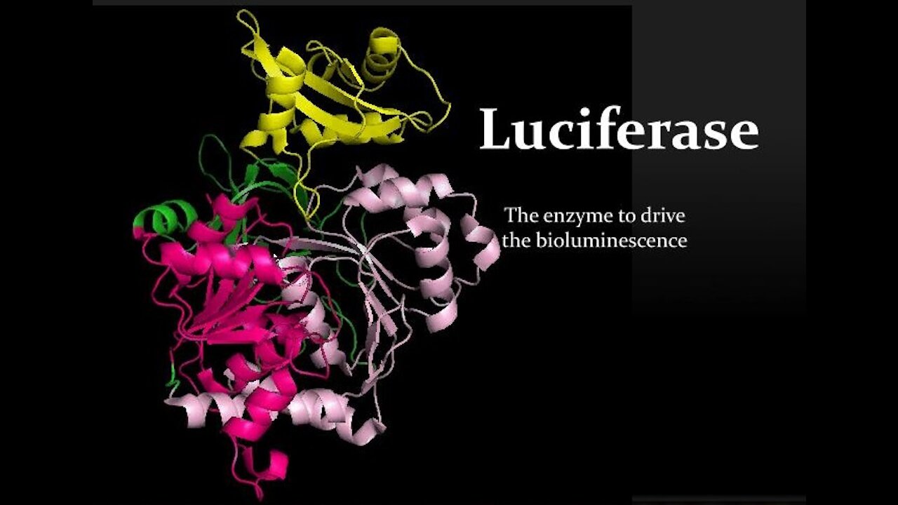 RFB : LUCIFERASES