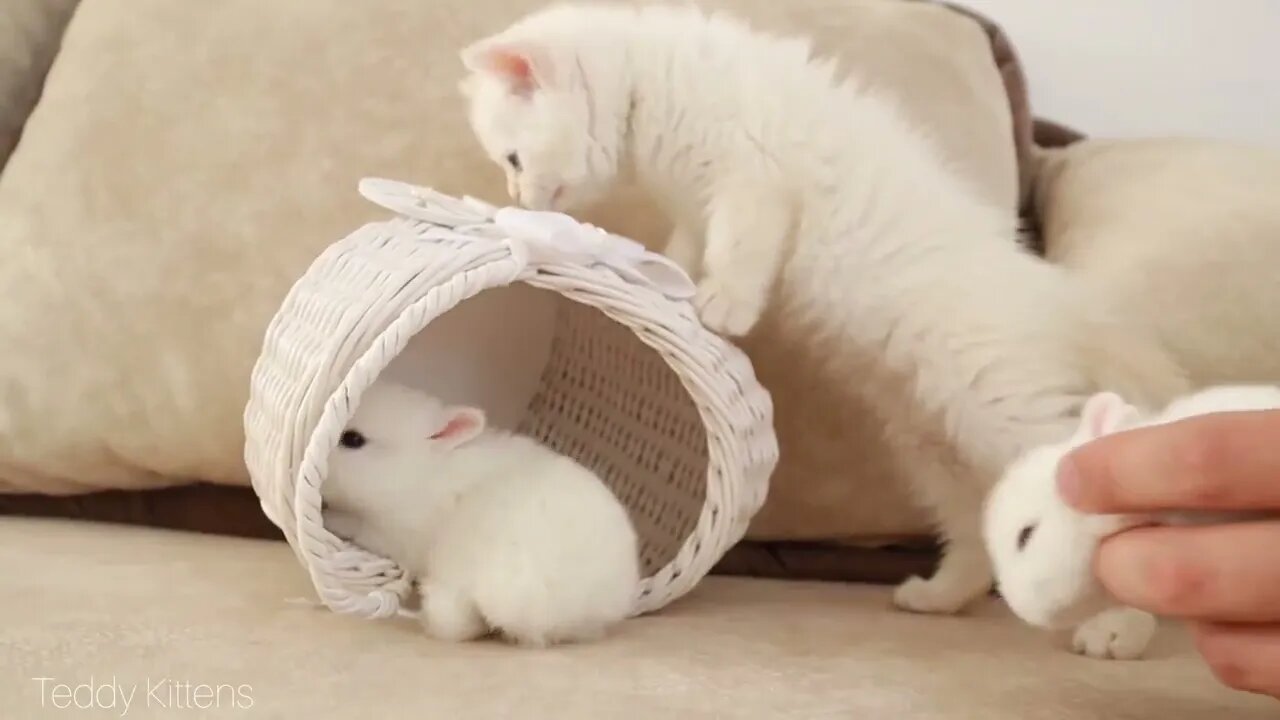 White kitten and white tiny bunnies 🐰 | It's so Сute! 🥰