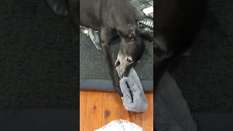 Elsa the greyhound has a chat