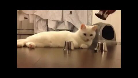 Cat can't be fooled!