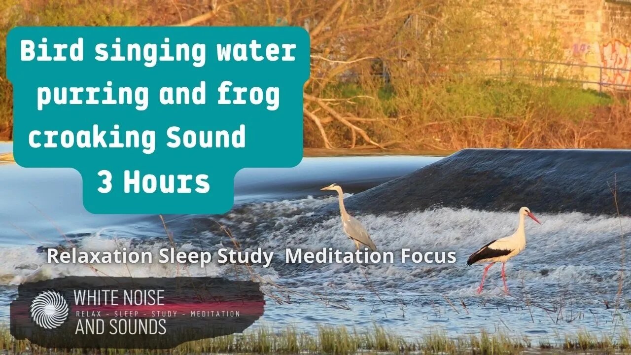 Sound Bird singing water purring and frog croaking Relaxation Sleep Study Meditation Focus,