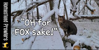 Cats and a Fox Threat ~ Don't Panic!