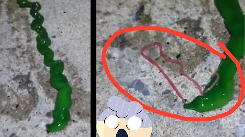 Is this alien worm? What do you think!