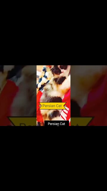 #persiancats #cats #oreo #funnycats