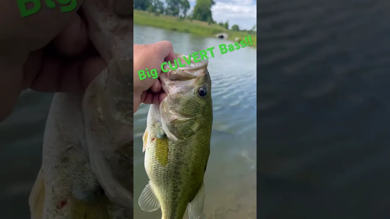 Big Bass at the Culvert! #bass #bassfishing #largemouthbassfishing #pondfishing #whopperplopper