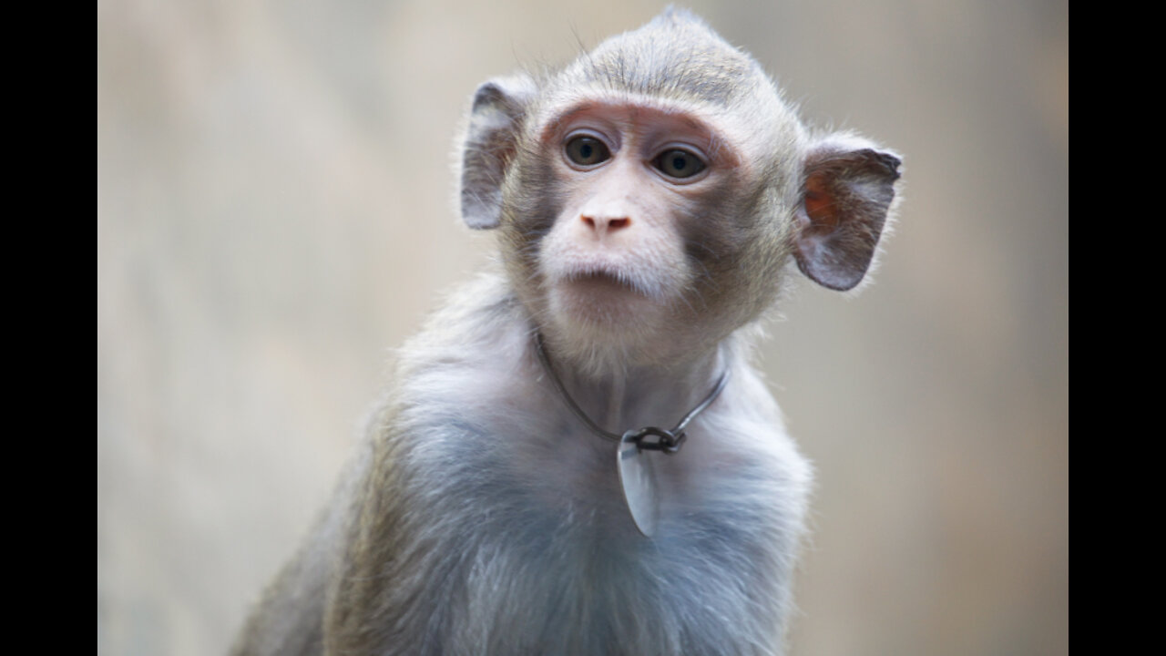 Beautiful monkey eating his food