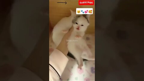 Cute Kittens meowing🥰💕 #shorts #catlovers #catvideos #cute