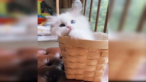 Baby Cats - Cute and Funny Baby Cat Videos Compilation