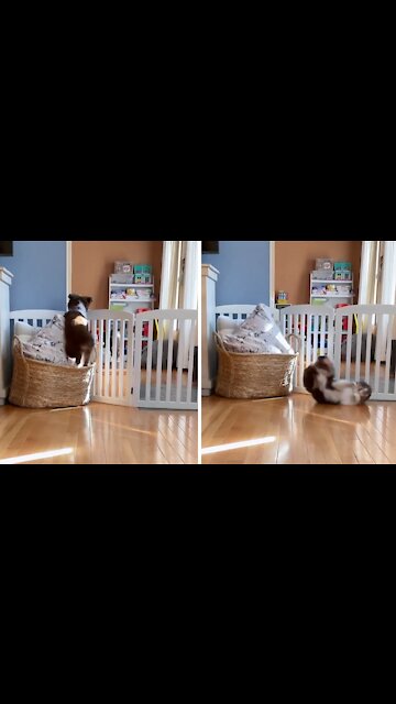 Puppy Tries To Mimic Dog, Ends Up With Adorable Fail