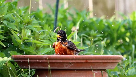 American Robin Taking a Bath