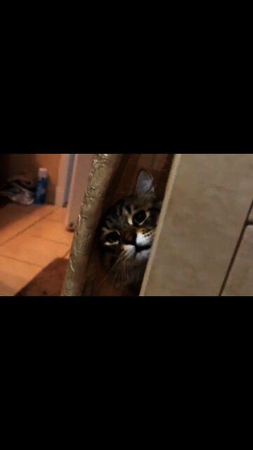 cat peeking behind the door