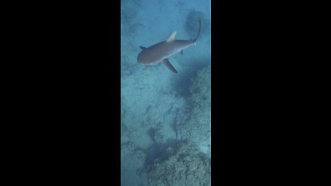 Diving For Pearls With Sharks Around