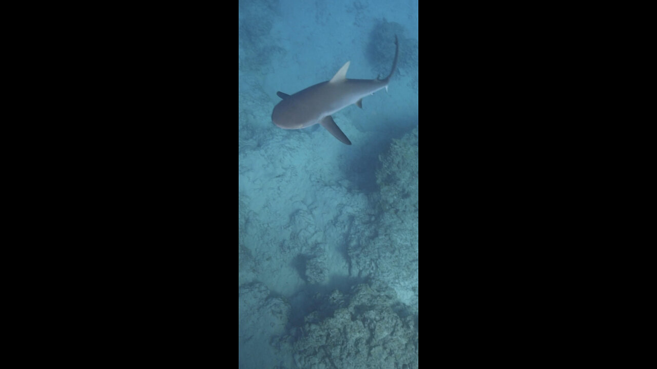 Diving For Pearls With Sharks Around