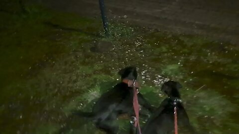 Three Patterdale Terriers one lucky hedgehog. Hedgehogs fell hunting earthdogs