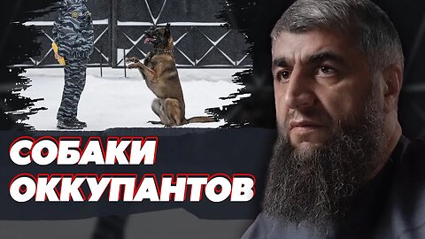 Собаки оккупантов