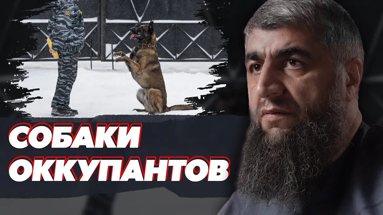 Собаки оккупантов