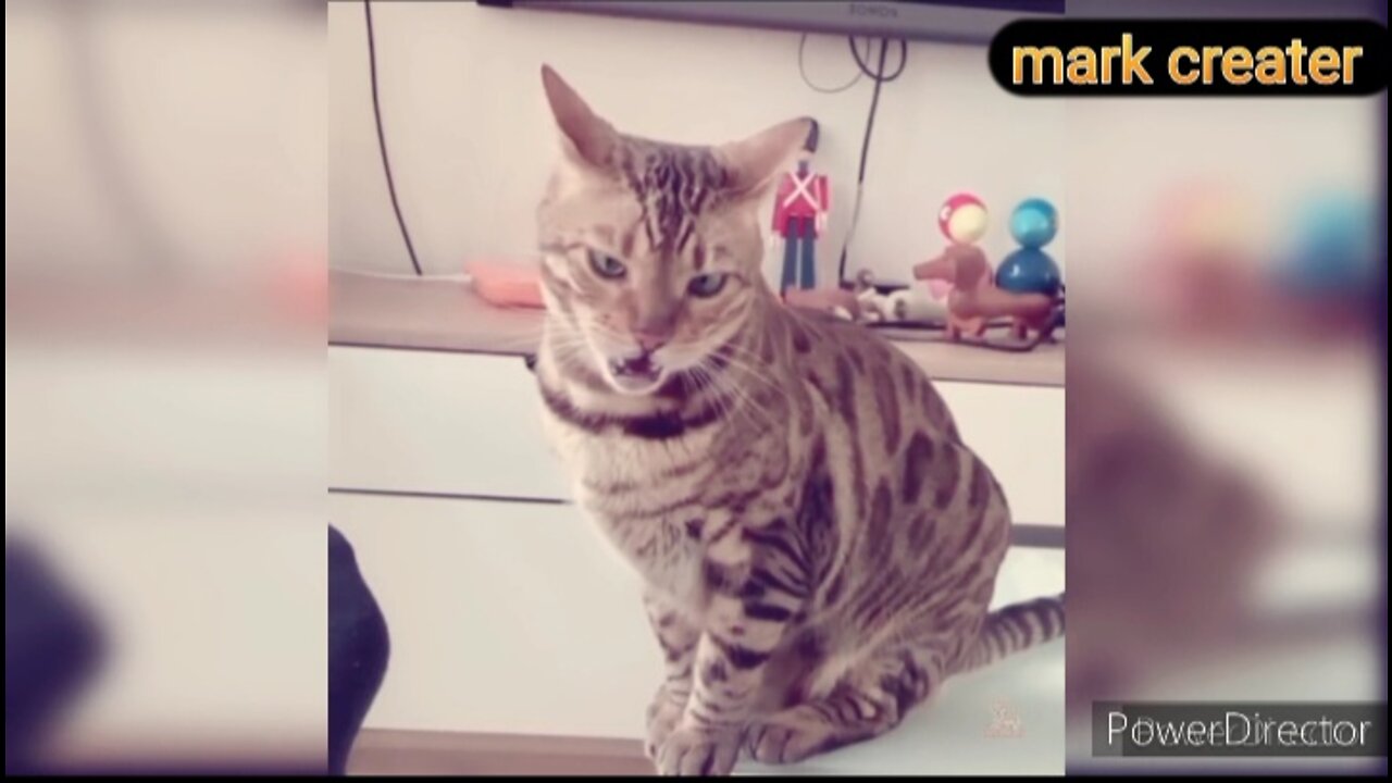 Funny cats that will make you laugh countless times 😼 funny pets video