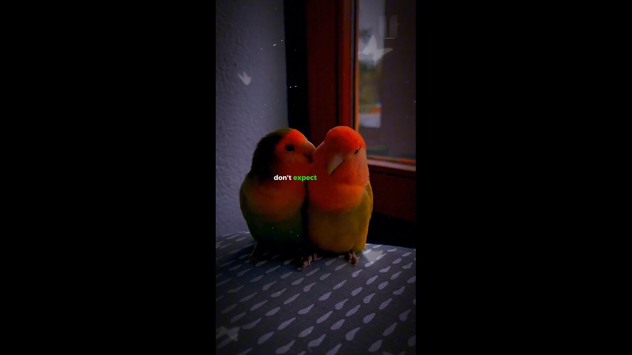 Bizarre Fact about Lovebirds!