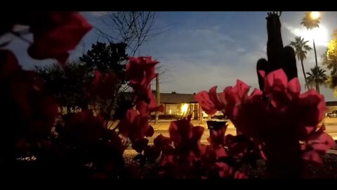 moon over cactus timelapse