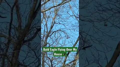 Bald Eagle Flying Over My House #Shorts