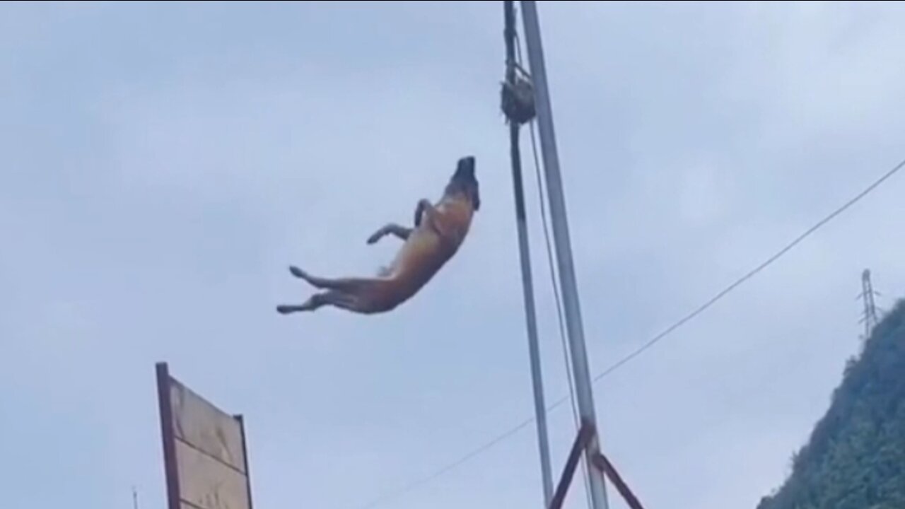 Dog jump