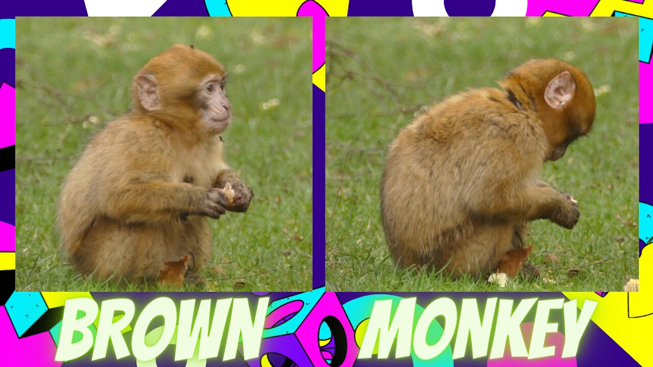 Brown monkey eating bread on animal planet