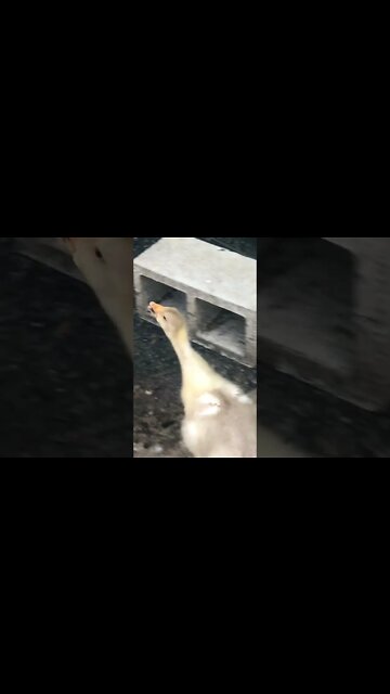 Chasing goslings to film cross beak