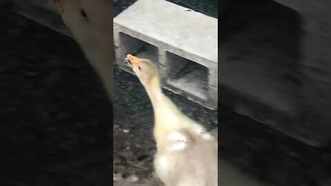 Chasing goslings to film cross beak