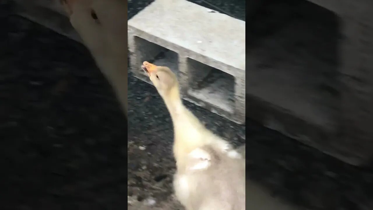 Chasing goslings to film cross beak