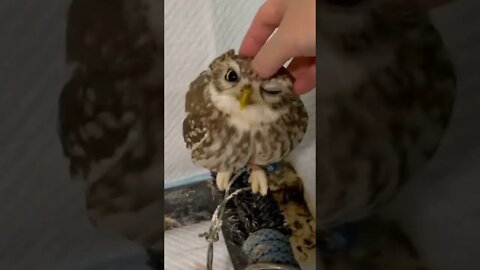 Sweet 🥰 voice of OWL 🦉 | #Shorts #Animals #owl