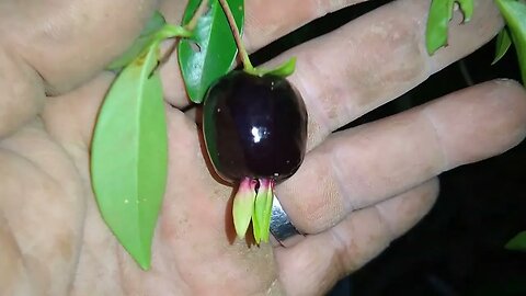 frutíferas produzindo em vaso cereja do Rio grande grumixima anã dovialis doce mixirica rio cajá...