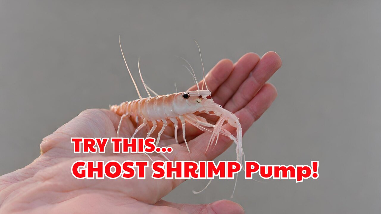 Ghost Shrimp Pump Is Great!