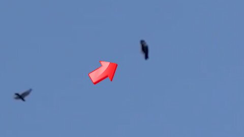 That bird is not flapping its wings it remains motionless and stationary[Conspiracy]