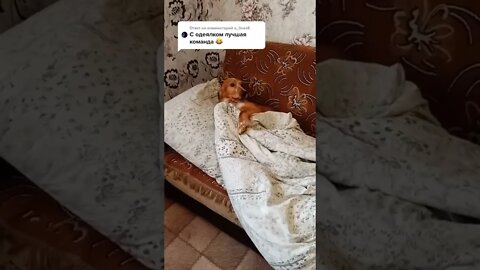 #shorts Смешные Собаки Из Тик Тока 92 Funny Dogs From Tiktok