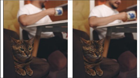 Cat Drinking Coffee