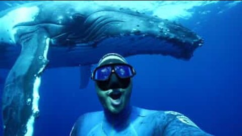 Il sub si fa un selfie con una balena gigante