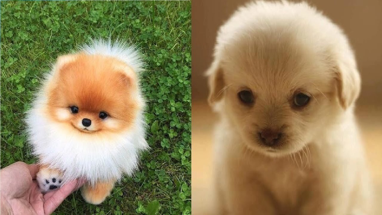 Cute Puppies 😍- Cute Funny and Smart Dogs Compilation Cute Buddy