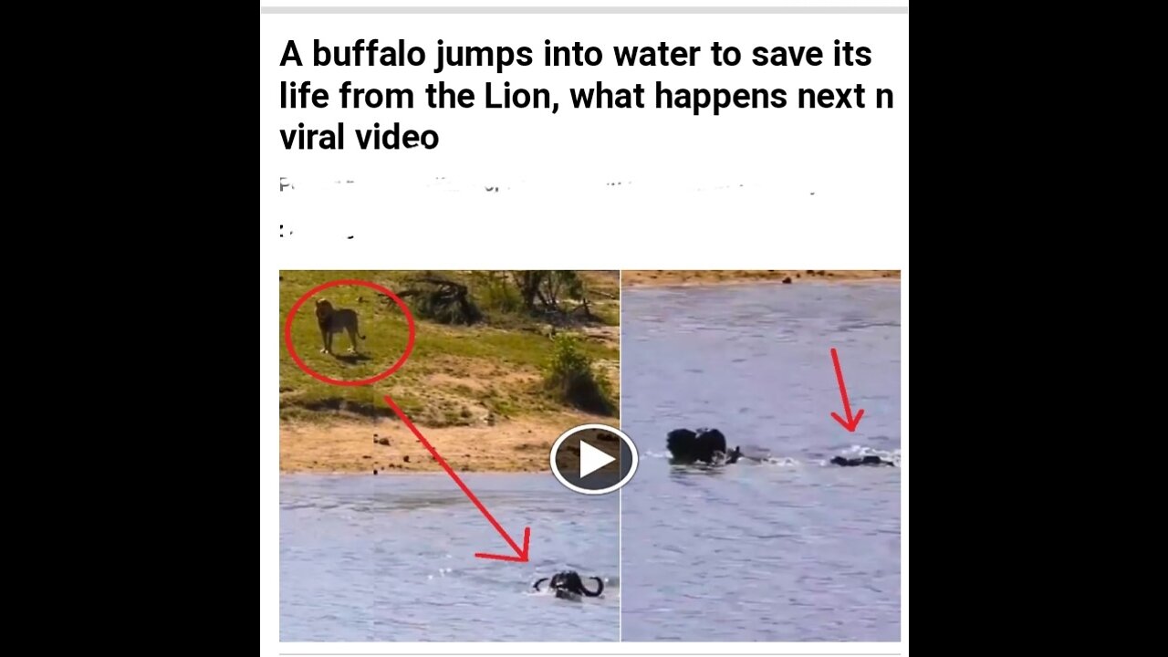 Buffalo jumped in water to save her life from Lion 🦁