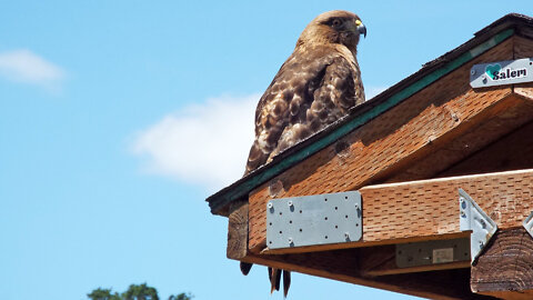 Red-tailed Hawk