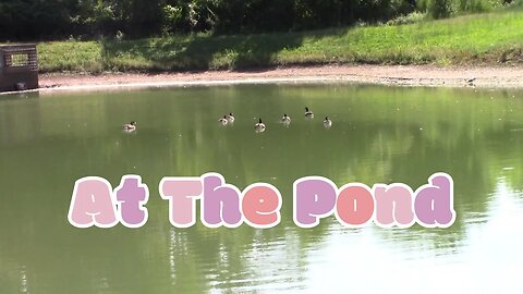 A Hot Day At The Pond! 🌞