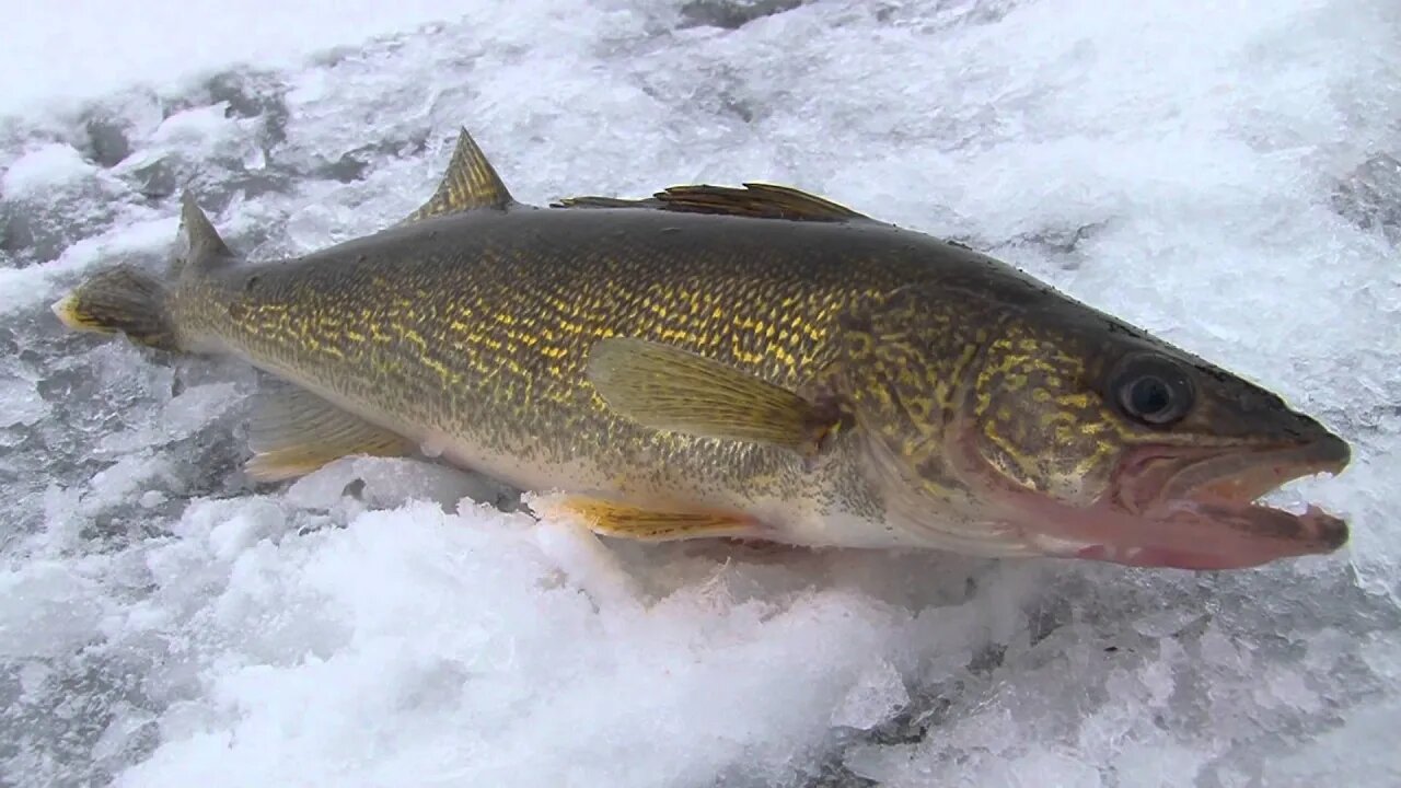 MidWest Outdoors TV Show #1551 - Lake Mille Lacs Ice Trolling.